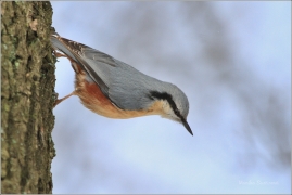 <p>BRHLÍK LESNÍ (Sitta europaea)</p>